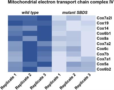 Translating the Game: Ribosomes as Active Players